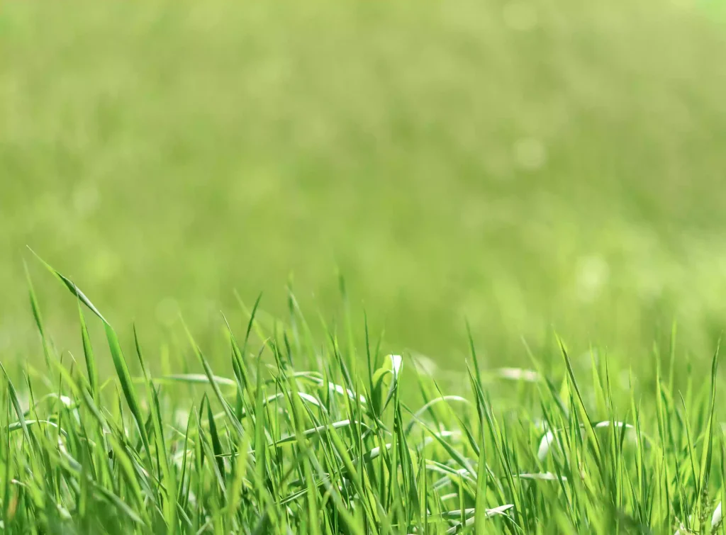 mowing-service-image-4